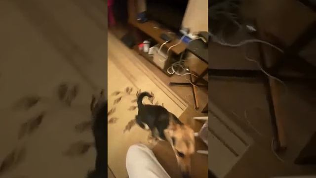 Вы только посмотрите, как Рая выполняет команды! Идеальная собака. Кому такую идеальную Раю? 🤗🙏