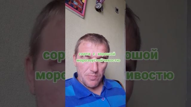 СОРТ ВИНОГРАДА