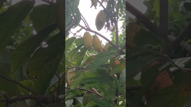 cacao #shortvideo