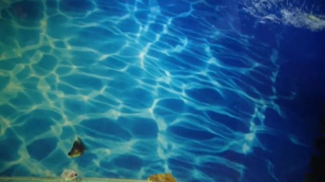 Тёмный налет на стеклах, грунте и декорациях аквариума. Неправильный свет. Выход есть.