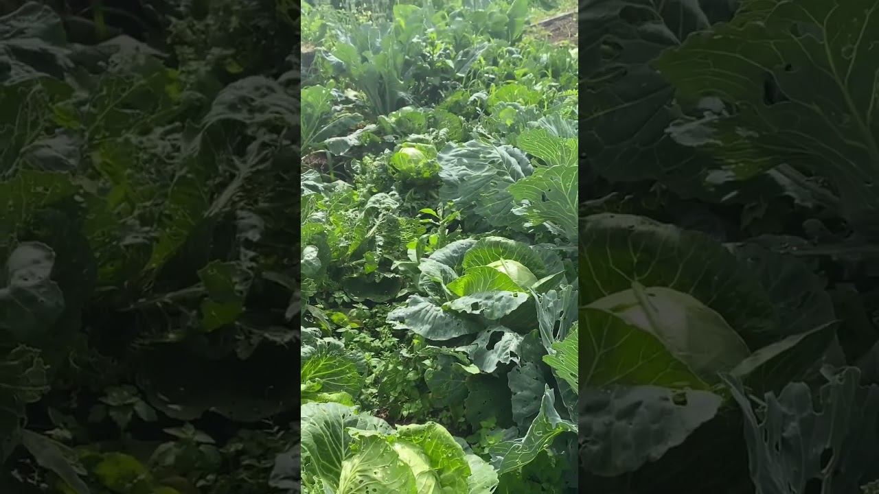 Россия огород | Russian Green House | 12K tripZ