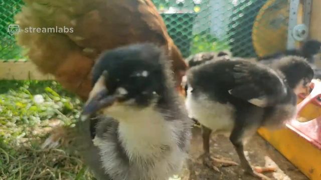 Цыплята гуляют