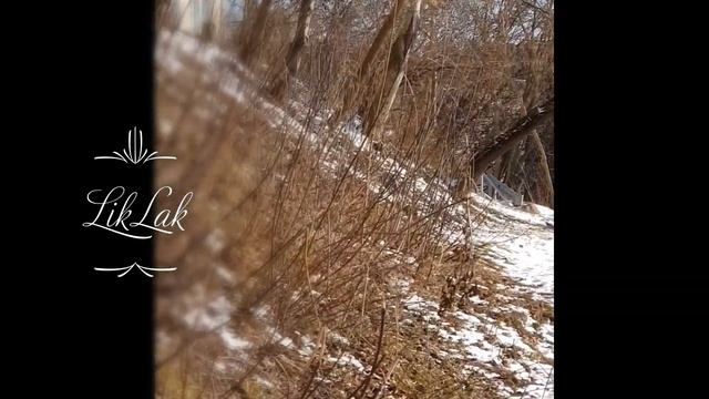 LikLak210309 Весенние пение птиц во дворах