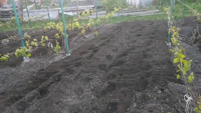 Виноград. Виноградник на 26.05.24г.