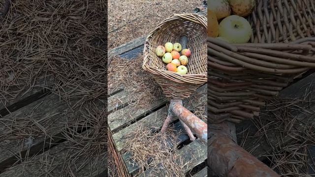 Привет, бабуль! Ноябрьский урожай #shorts