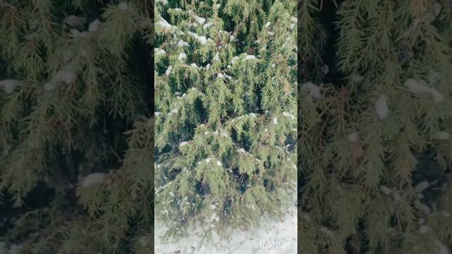 Волшебная зима ❄️❤️