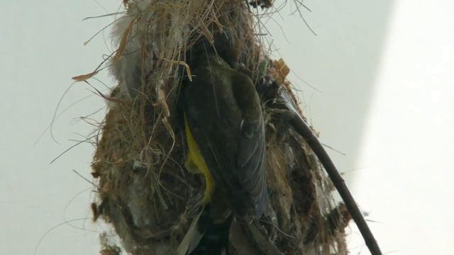 Olive-backed Sunbird