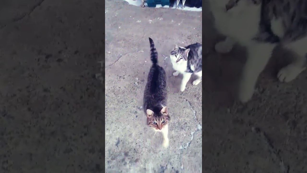 Котаны