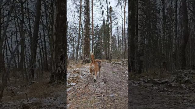 Прогулка с биглем
