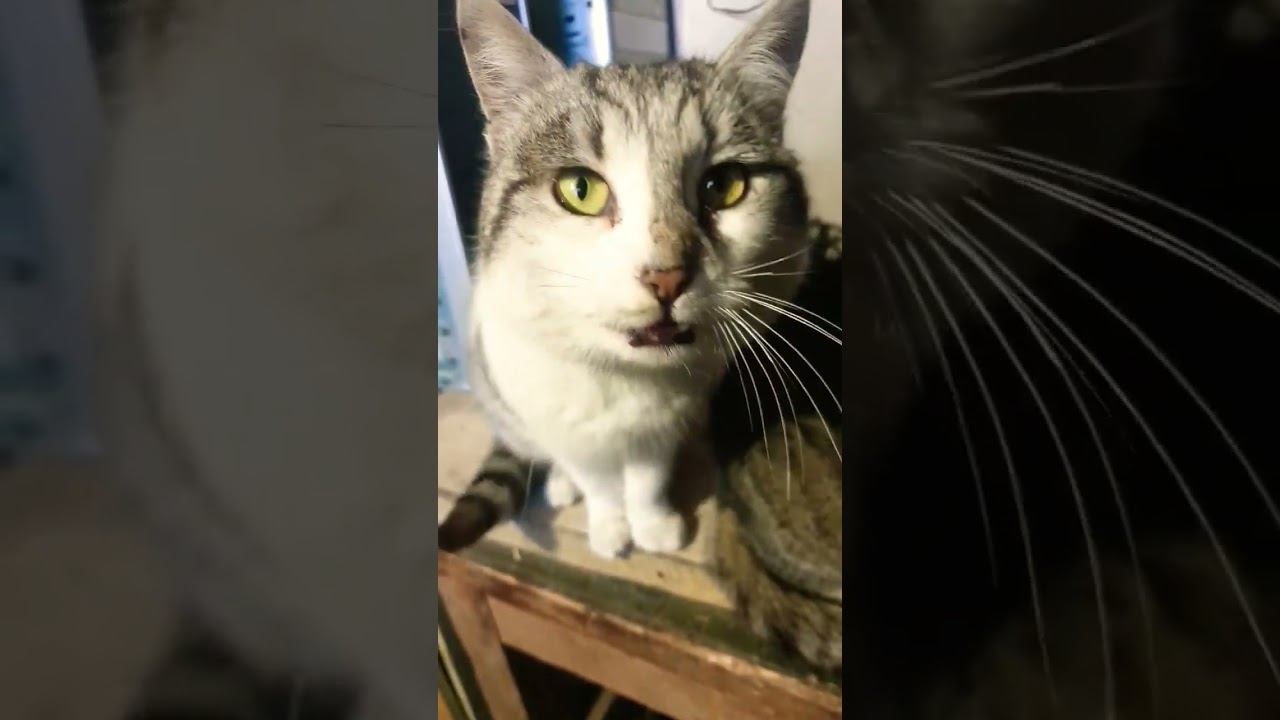 котаны и сарай