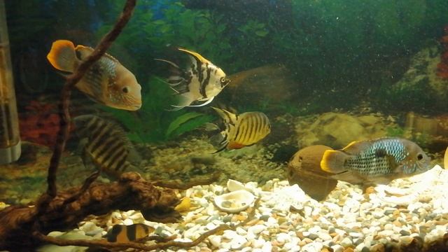 Акара. 🐠