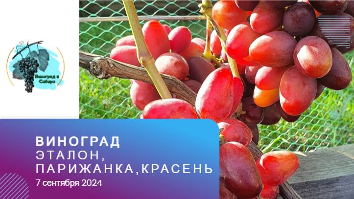 Обзор винограда: #Эталон, #Парижанка, #Красень 07.09.24