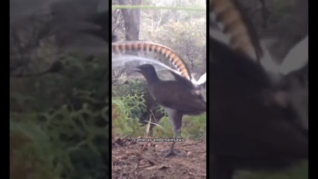 Lyrebird Mimi baby crying 🫣 (watch until the end ) #animalfacts #animals