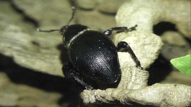 ИНСЕКТАРИЙ: 393. Долгоносик Морковный (Liparus coronatus)