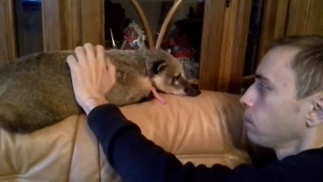 Nosi балдеет