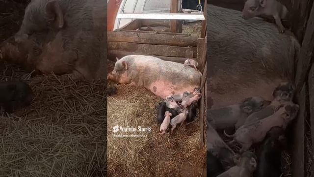 Малявки поросята всюду лезут