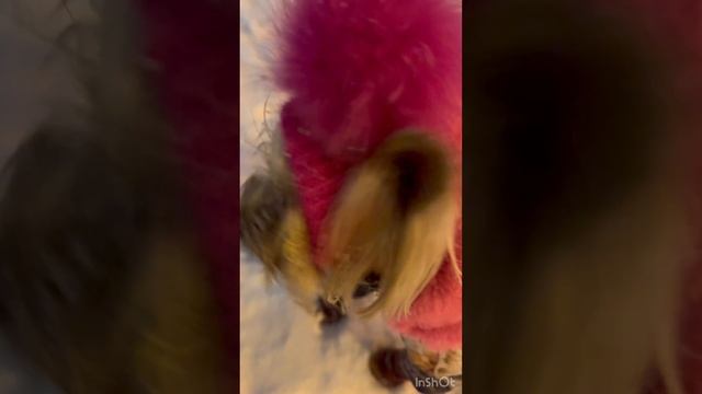 Любимая погода Шарлотты🥰
