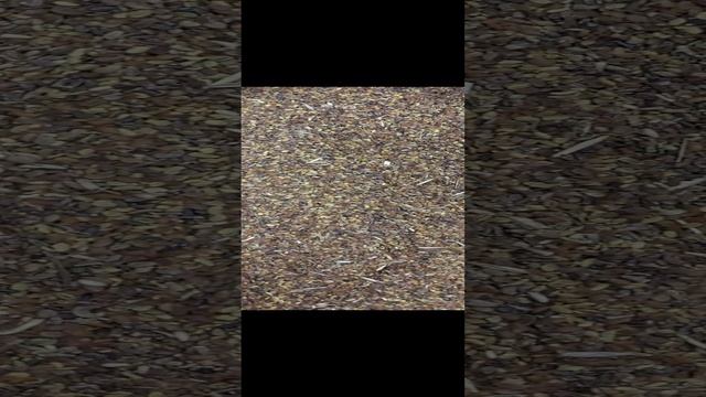 Люцерна вега 87.mp4