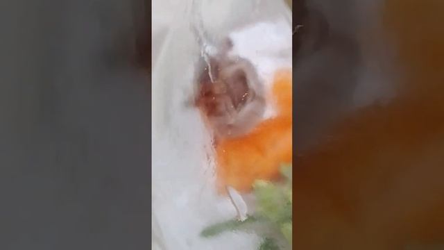 майский жук в домашних условиях