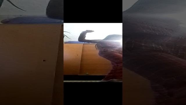 Это вам к Новому году