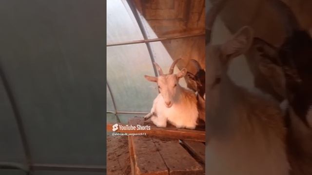 Козы отдыхают в теплице