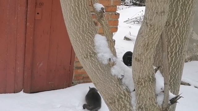 Влог ☑️ Чистим снег🌨️ Собираем яйца🐔