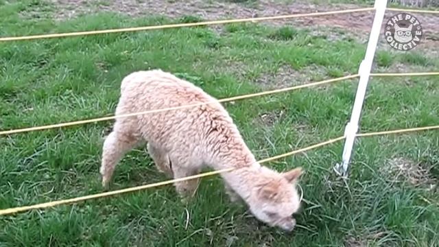 Животные — мастера побега. Смешные видео с животными