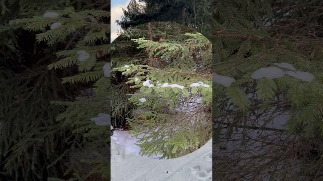 Видеоролик "Зима"