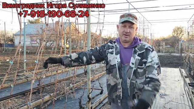 Обрезка винограда ч.2. Будет ли урожай?