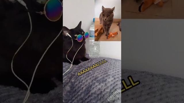 Веселые животные