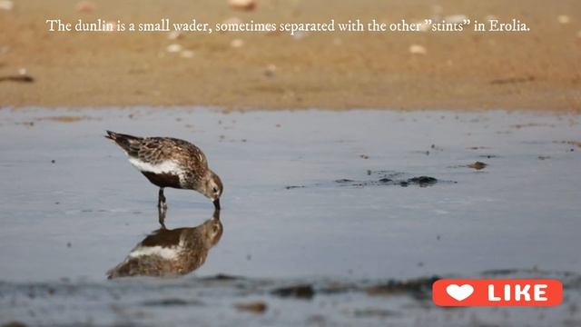 Birding in Maagan Michael - Part 2 - צפרות במעגן מיכאל חלק 2