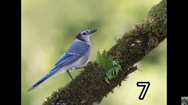 Сможете назвать этих птиц? #2