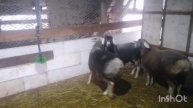 Гиссарские баранчики на продажу