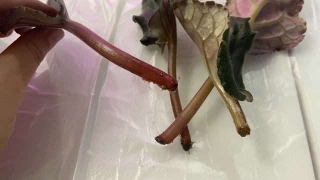 Укоренение фиалки листом.