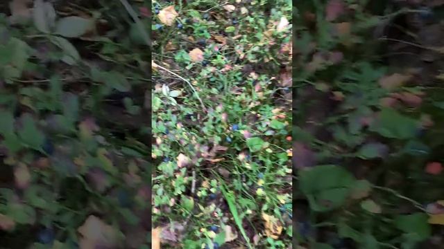 1000006367.mp4