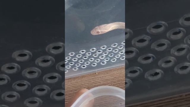 заботливый Нянь🐍 #рекомендации #змея #snake #рептилии #animal #lizard #reels #pet #reptile #рептили