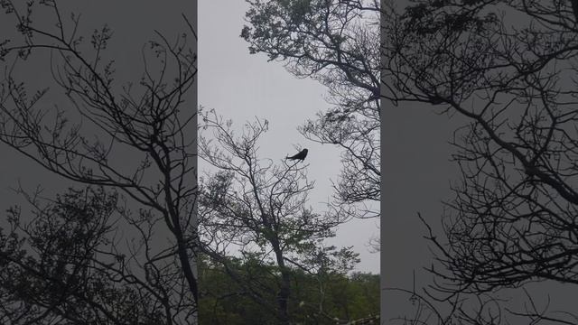 Попугаи. Граница Чили и Аргентины.