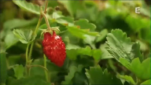 Как живет лес