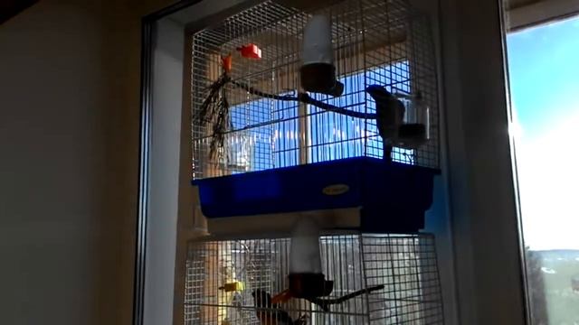 Снегири поют. Bullfinches are singing. My birds at home