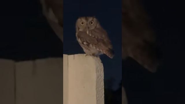 Нежданчик