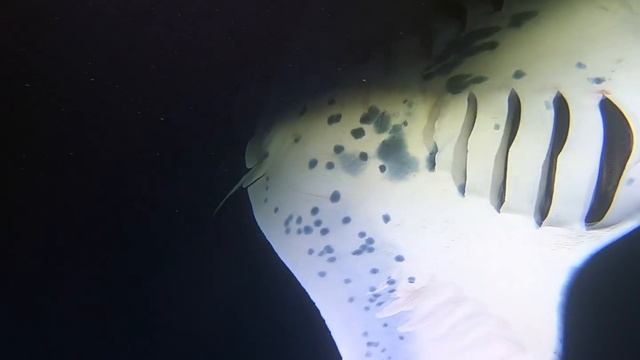 Kona Mantas