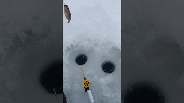Ходил сегодня на Лягушатник