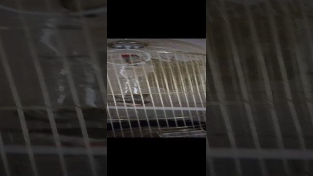 попугаи