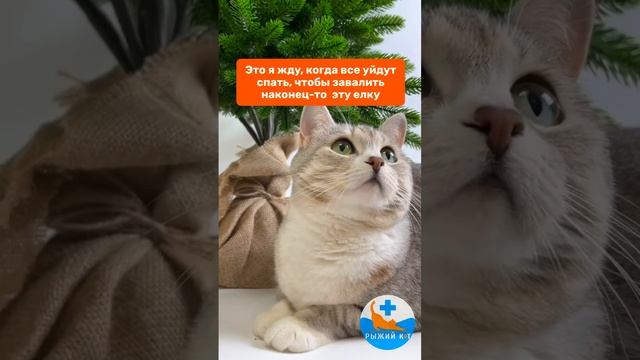 Кошачий новый год