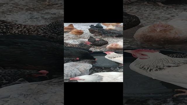 Что кроме еды заставляет кур выходить из тëплого курятника? 🤔