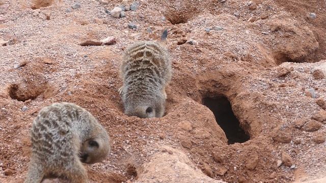 9655785-hd_1920_1080_25fps