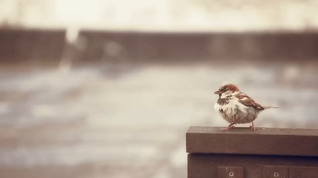 BIRDSONG Sounds of Rain Soothing Music Heal Mind Body Spirit Nature Sounds