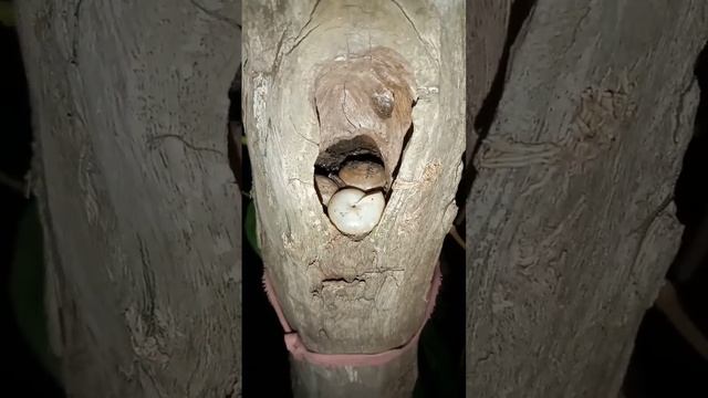 Snail live in a hole