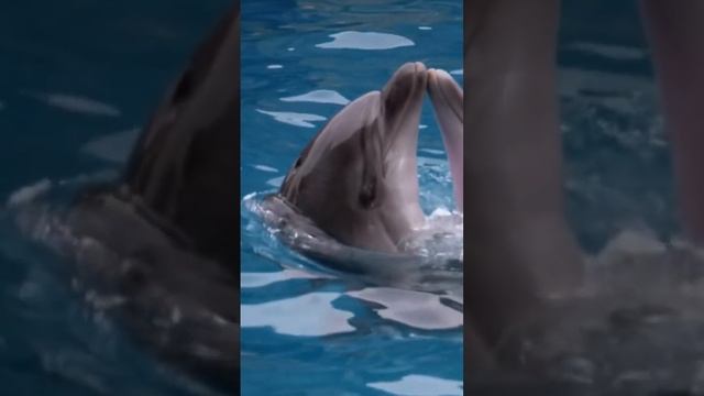 Dolphin 🐬 one of the cutest but Dangerous Animals in The 🌎