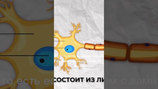 Жир нужен организму. Часть 2.